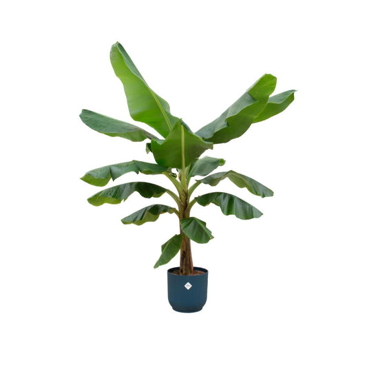Bananenplant (Musa) + elho Vibes Fold Round