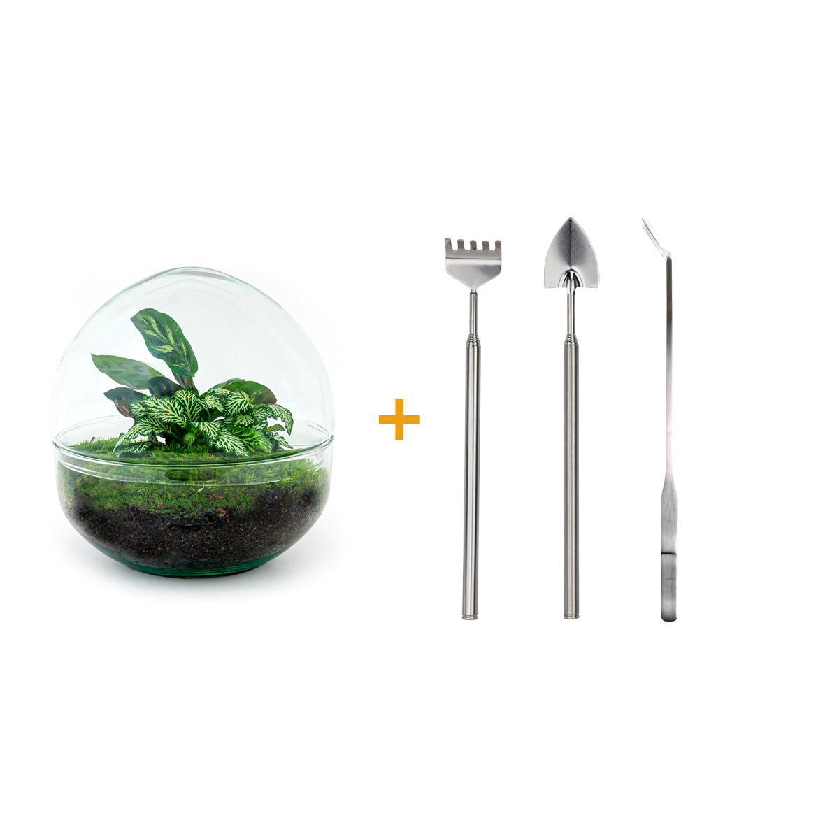 DIY terrarium - Dome - ↕ 20 cm