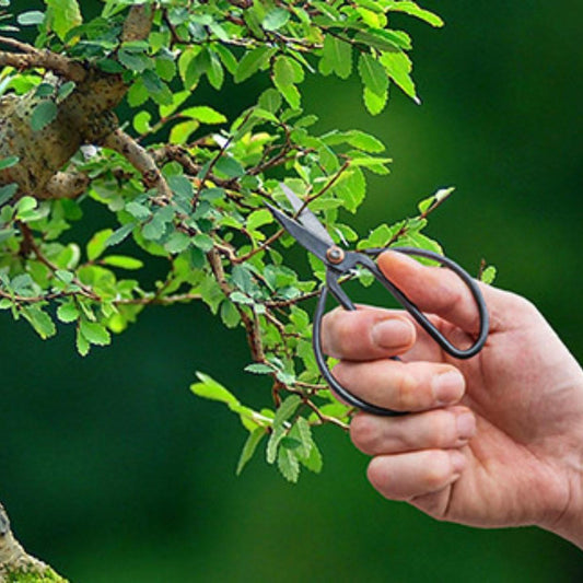 Bonsai shears - Bonsai tool