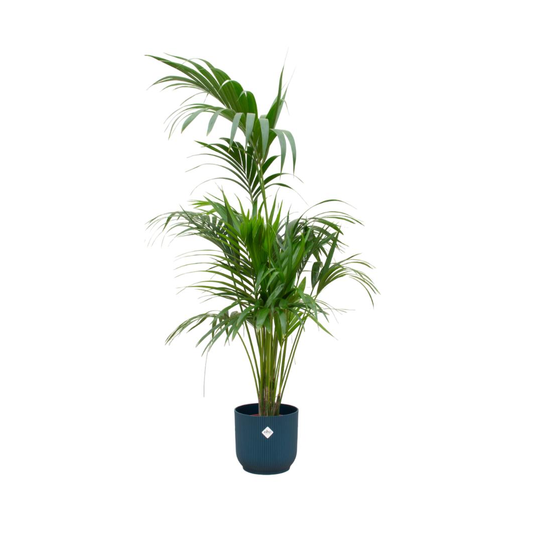 Kentia palm + elho Vibes Fold Round