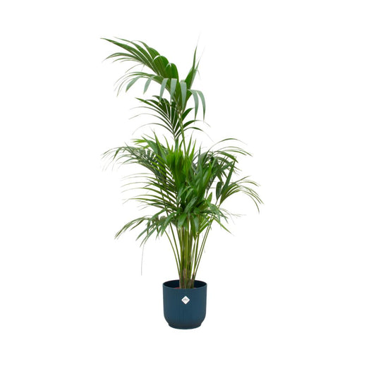 Kentia palm + elho Vibes Fold Round