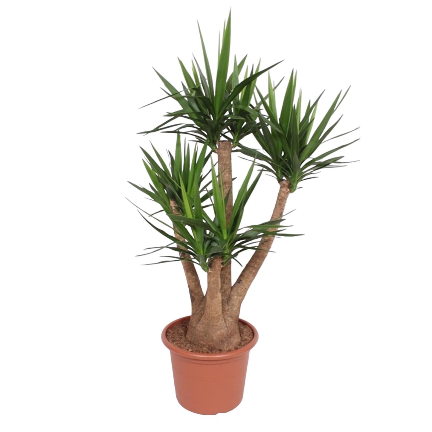 Yucca Elephantipes (vertakt)