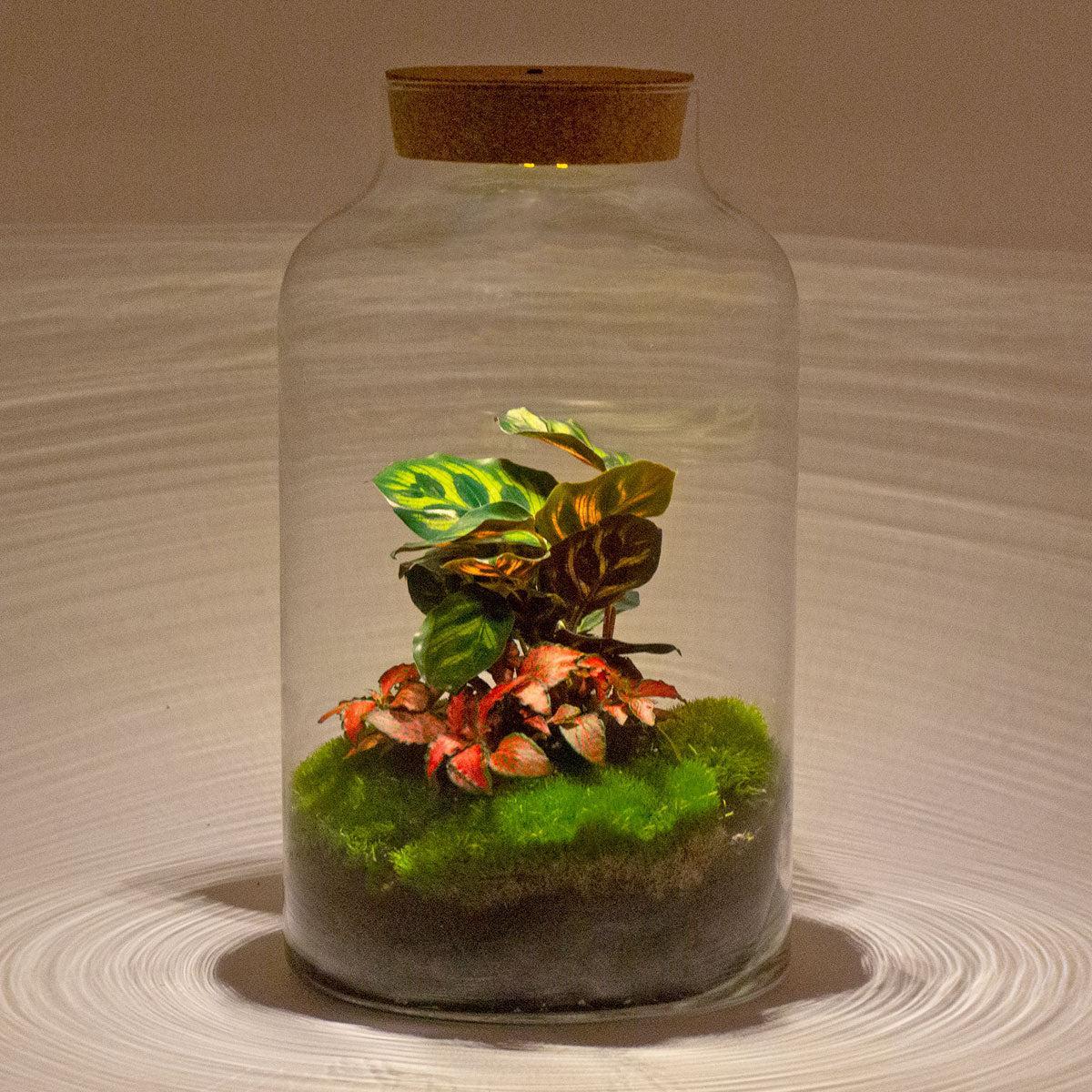 DIY terrarium - Milky Calathea - ↕ 31 cm - incl. LED
