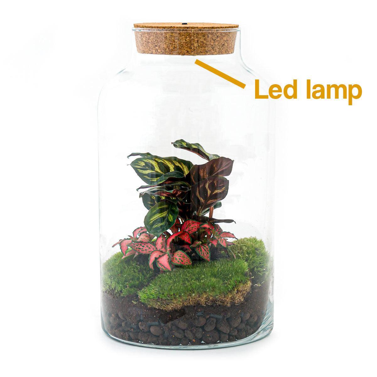 DIY terrarium - Milky Calathea - ↕ 31 cm - incl. LED