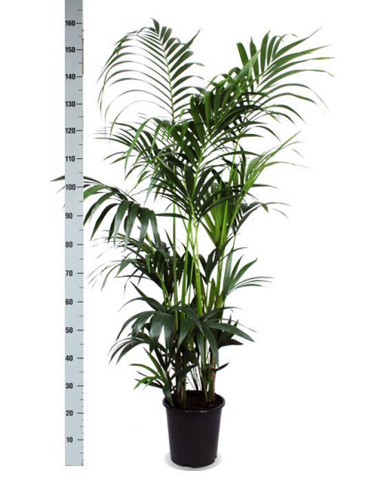 Kentia Palm + Boule pot