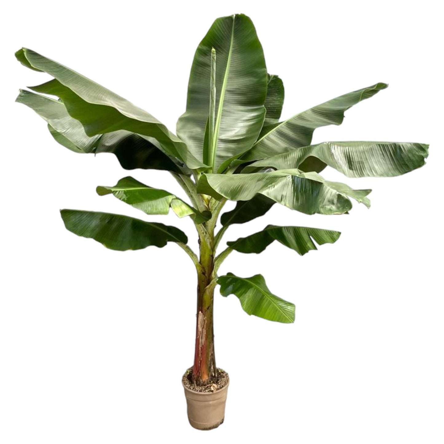 Bananenplant (Musa)