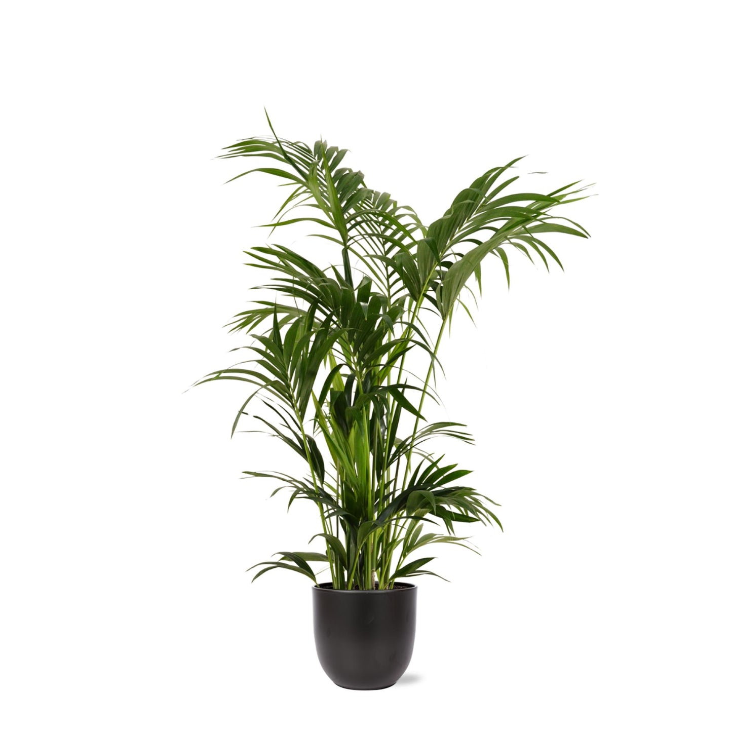 Kentia Palm + Boule pot