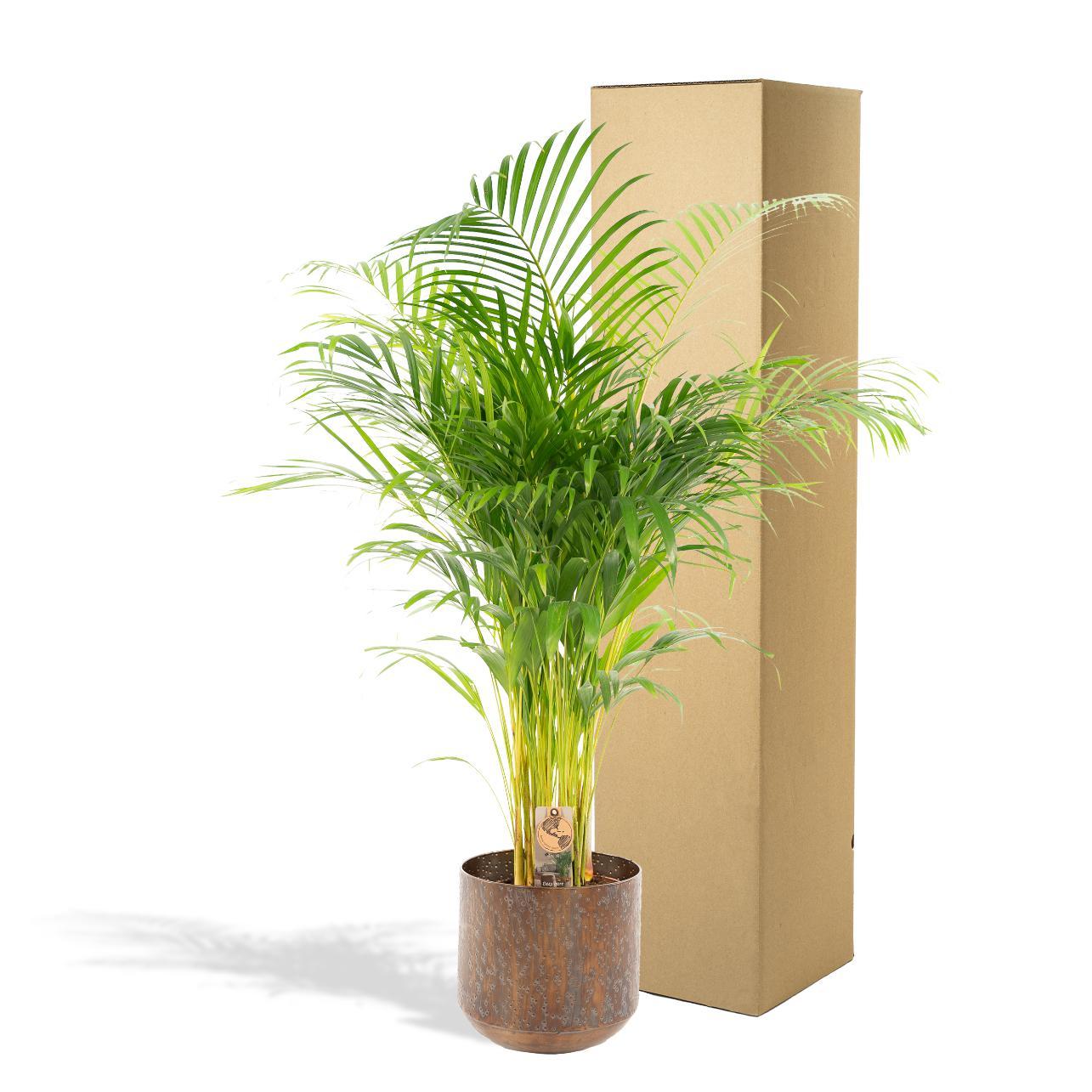 Areca palm met pot