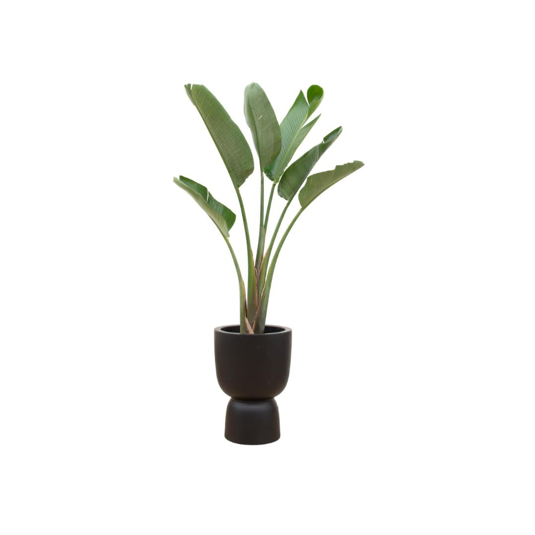 Strelitzia Augusta + elho Pure Coupe
