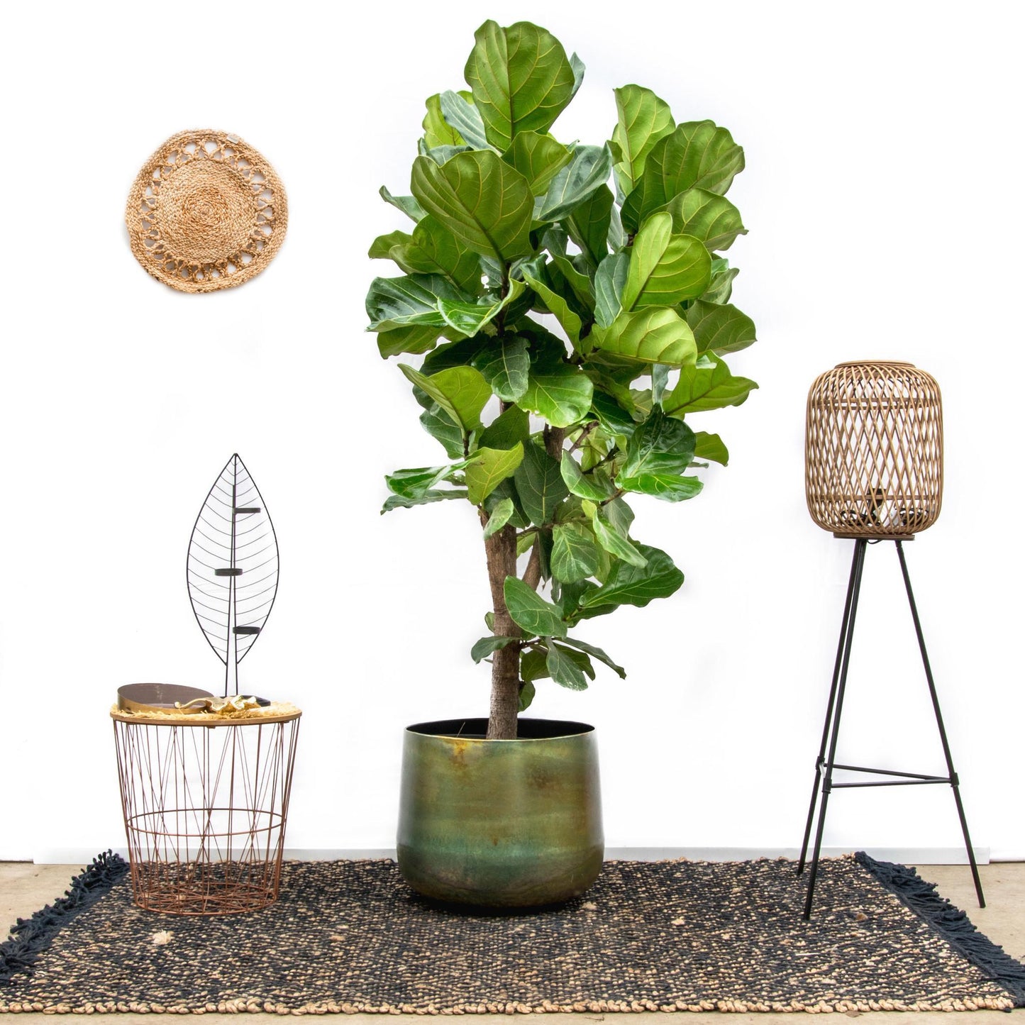 Ficus Lyrata (vertakt)