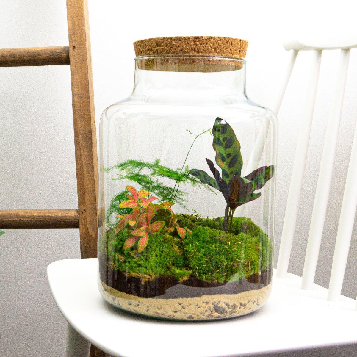 DIY terrarium - Milky - ↕ 30 cm