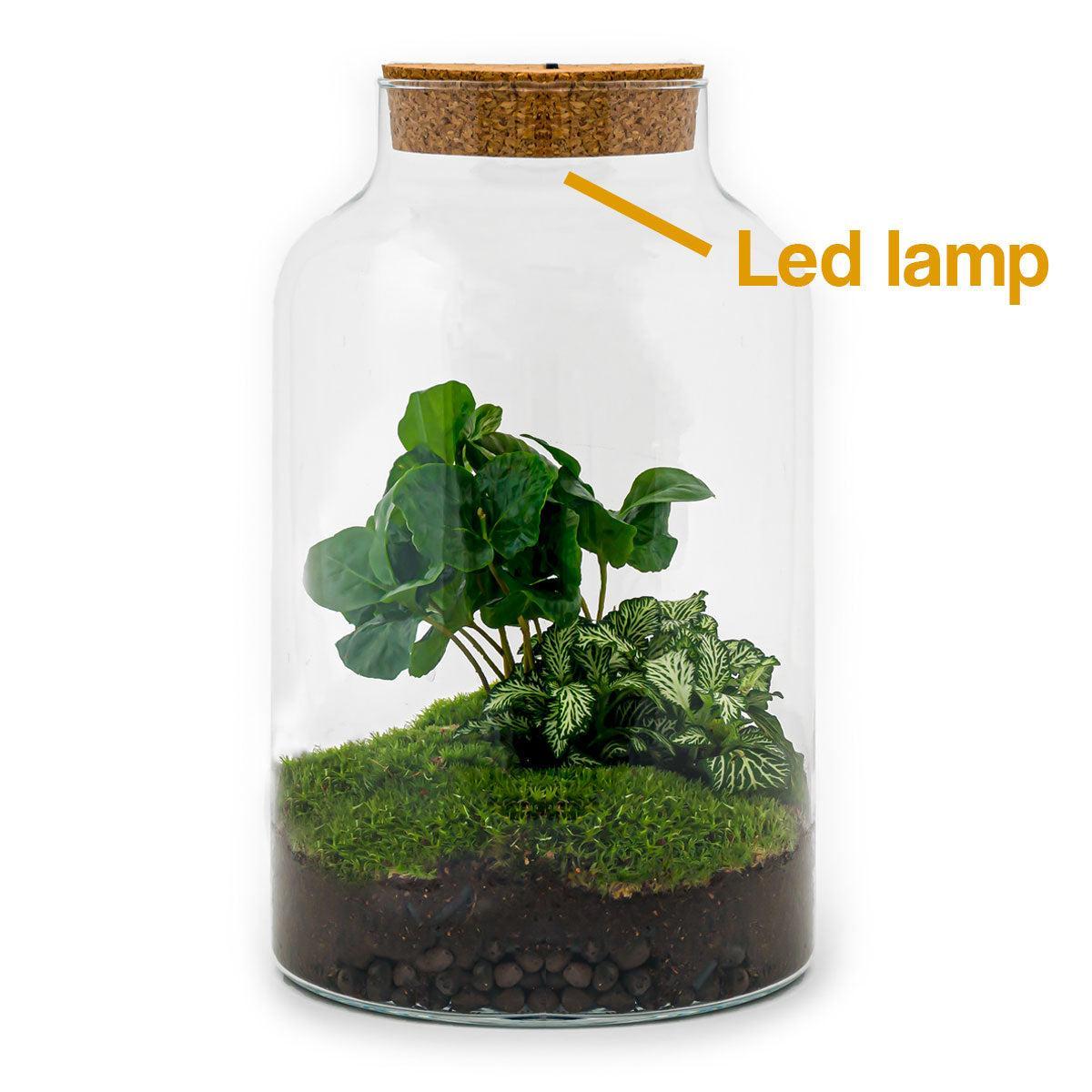 DIY terrarium - Milky Coffea - ↕ 31 cm - incl. LED