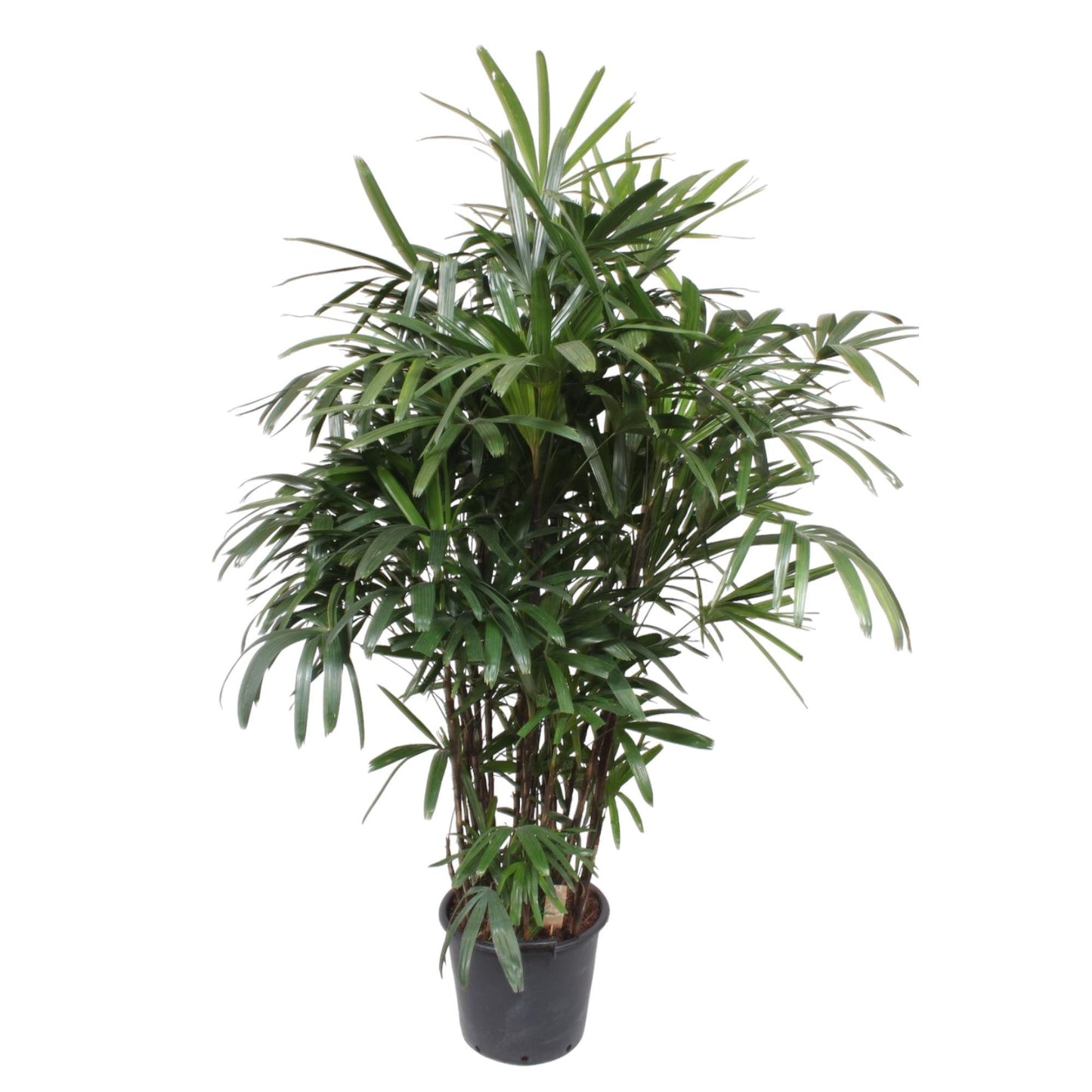 Rhapis Excelsa
