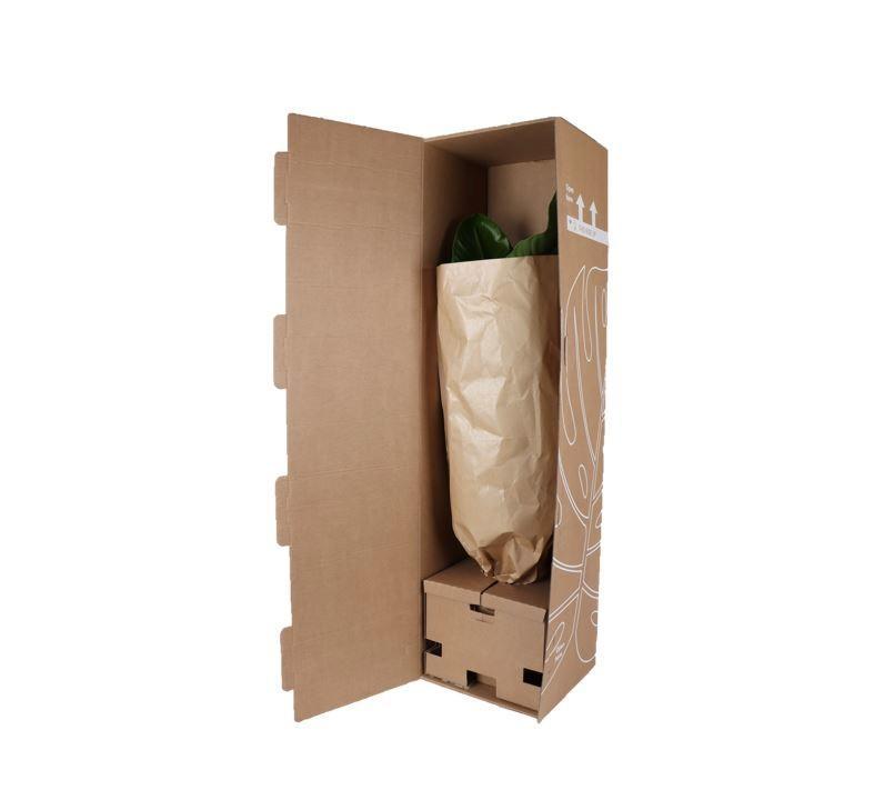 Kentia Palm + Boule pot