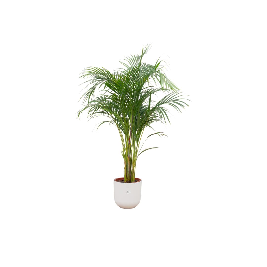 Areca palm + elho Jazz Round