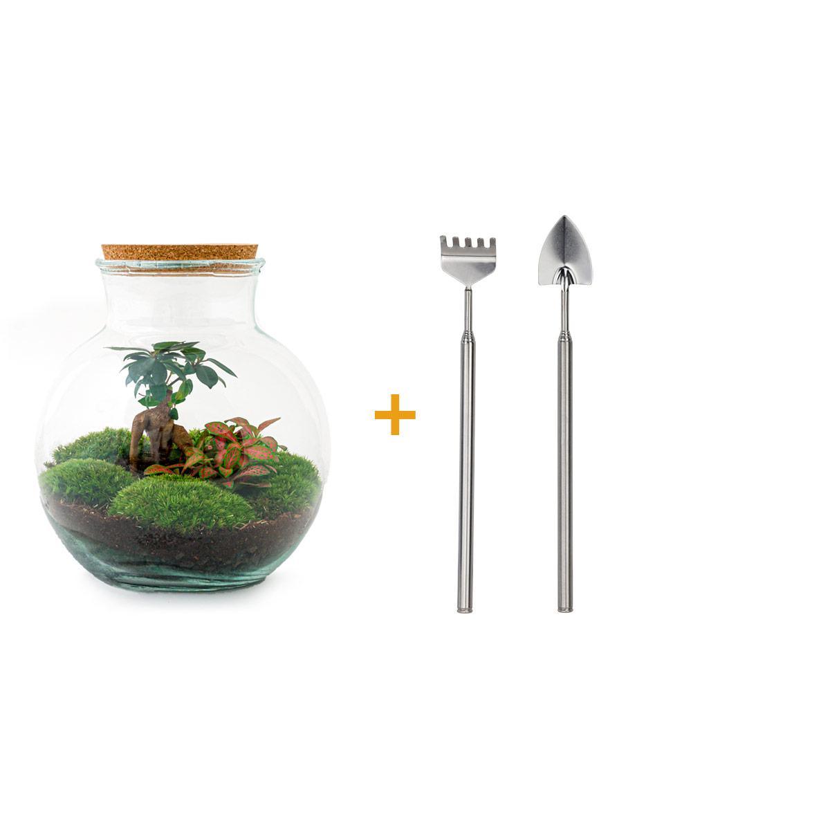 DIY terrarium - Teddy bonsai - ↕ 26,5 cm