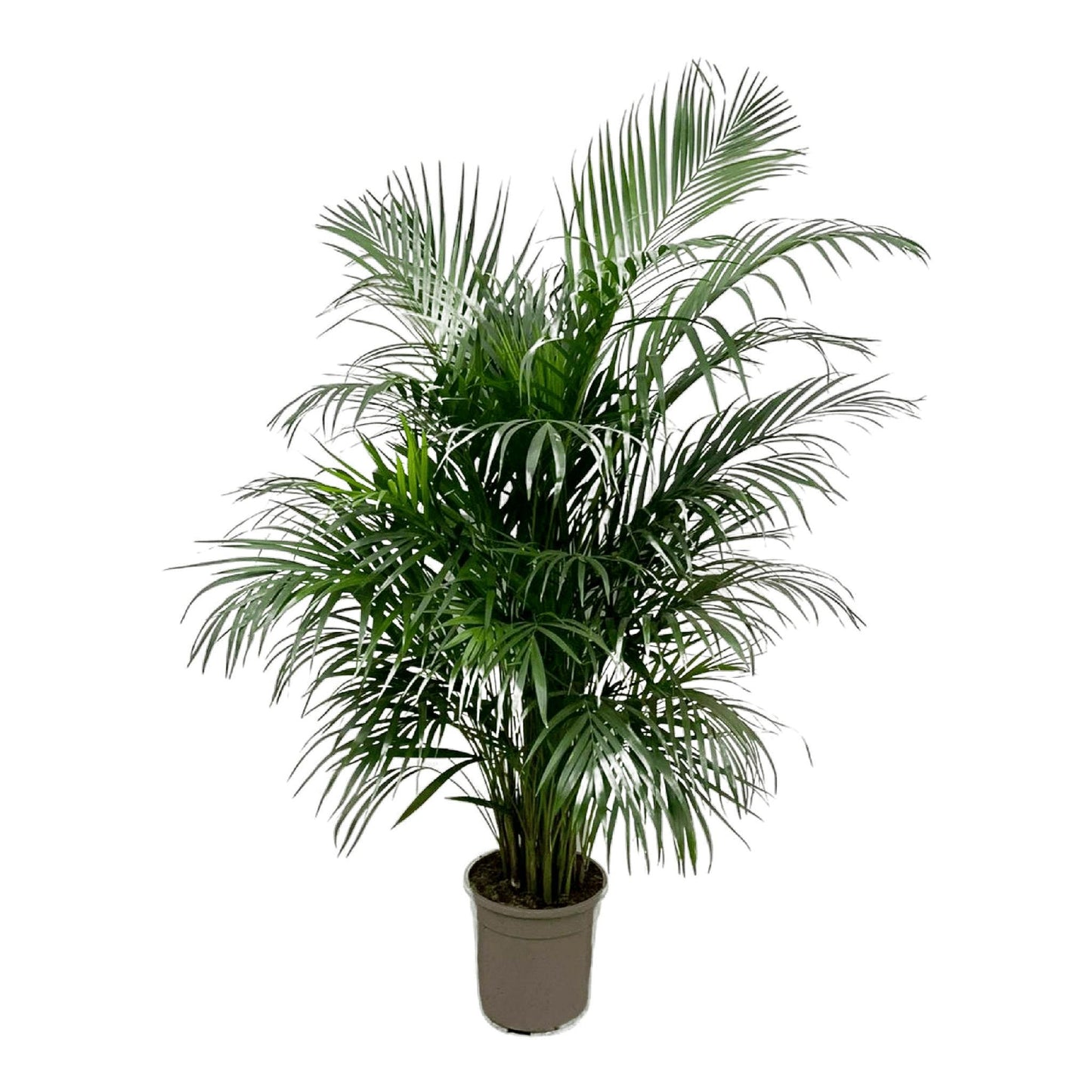 Areca palm (Dypsis Lutescens)