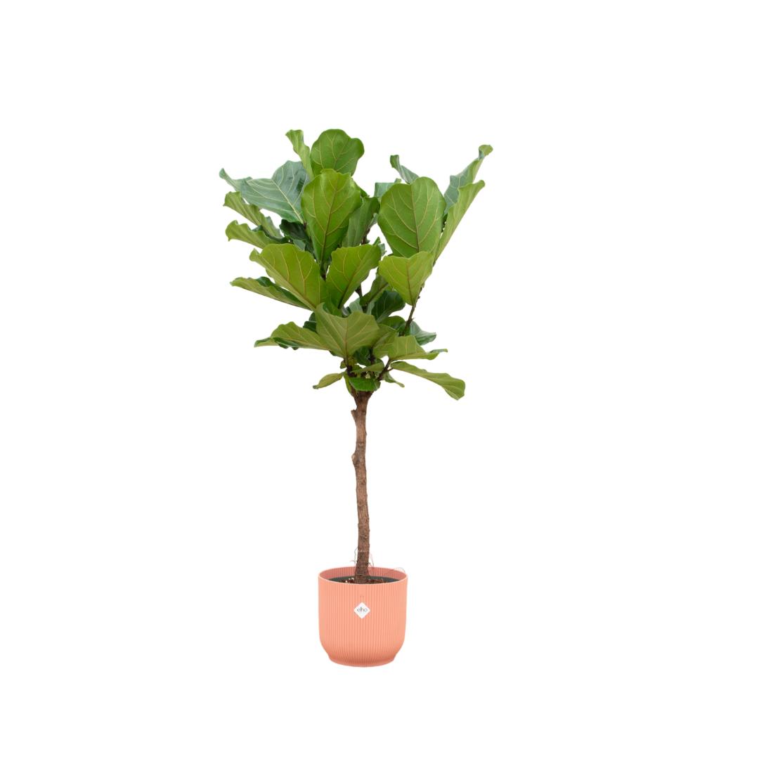 Ficus Lyrata op stam + Elho Vibes Fold Round