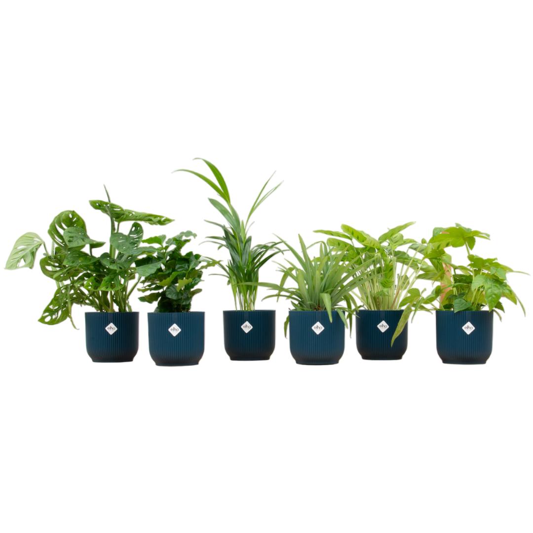 Verrassingsbox - 6 planten + elho Vibes Fold Round