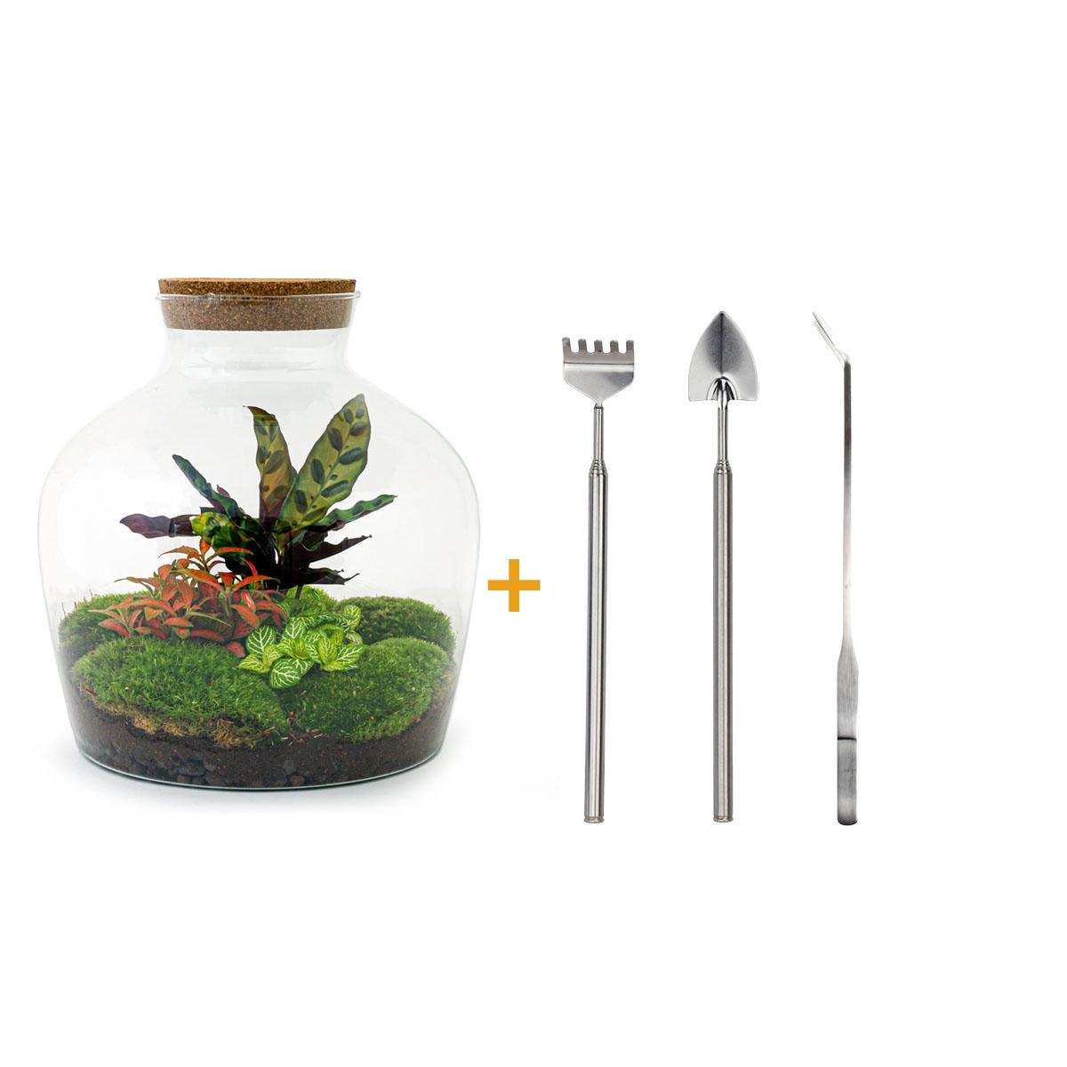 DIY terrarium - Fat Joe Rood - ↕ 30 cm