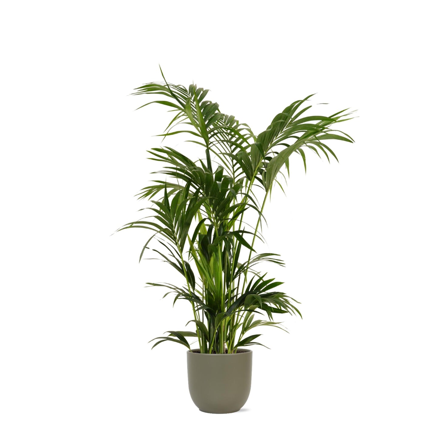 Kentia Palm + Boule pot
