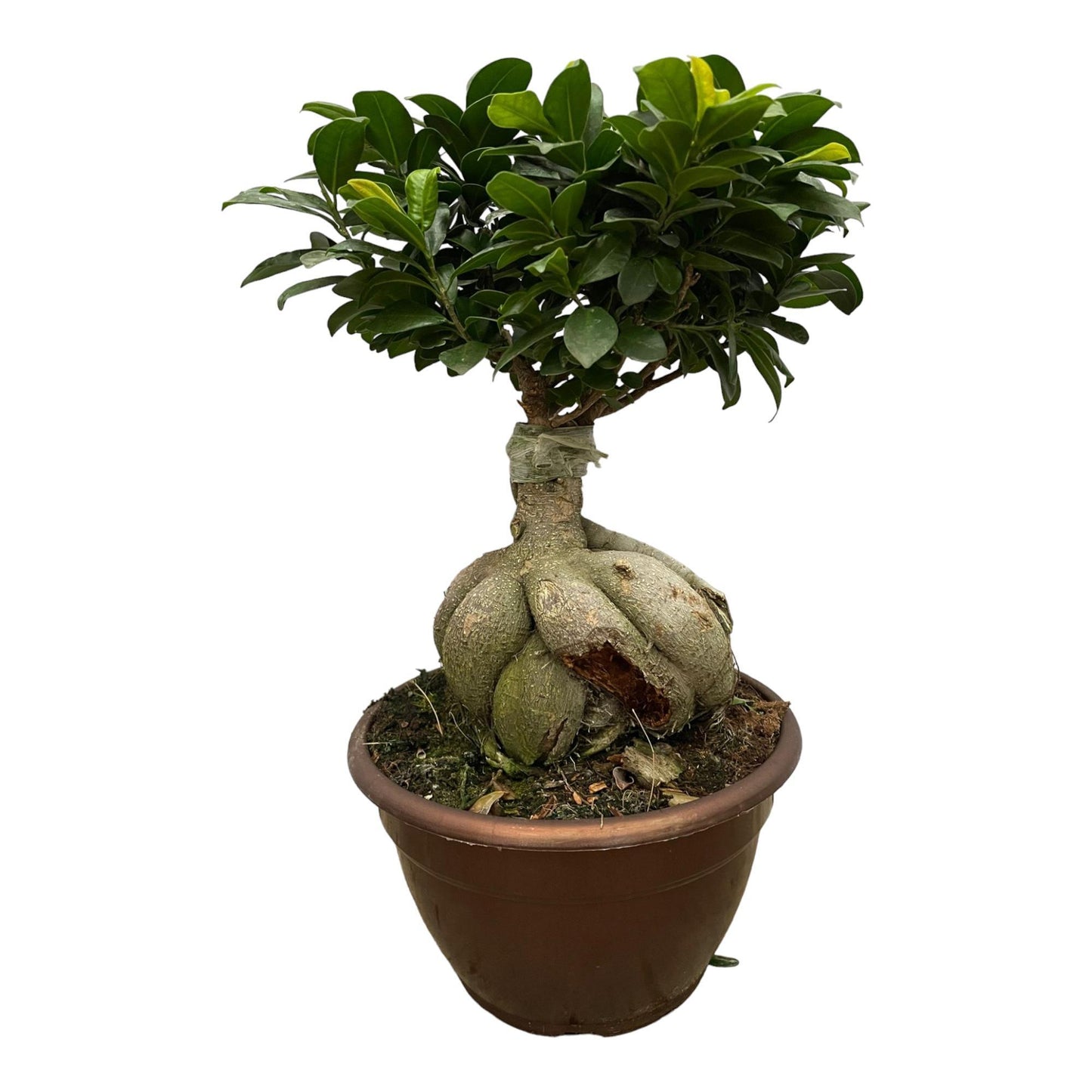 Ficus Ginseng Bonsai