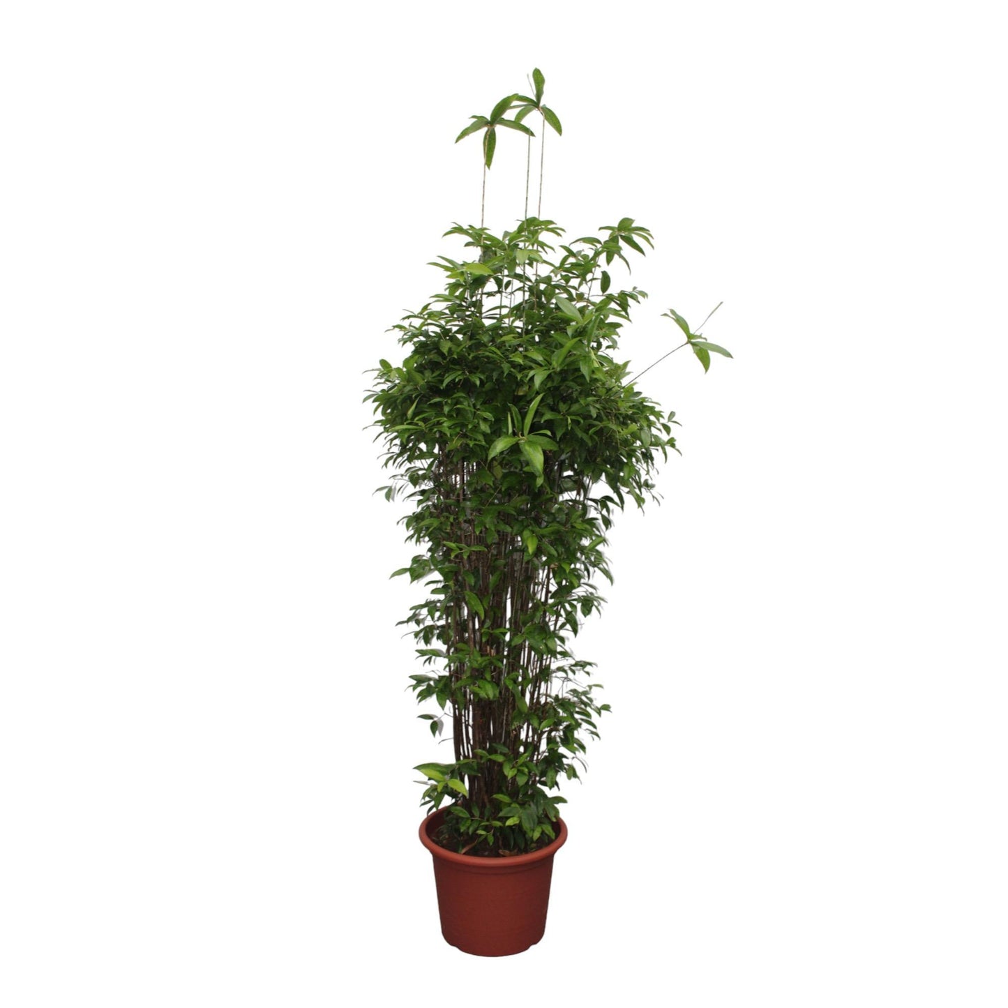 Dracaena Surculosa