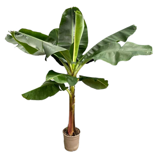 Bananenplant (Musa)