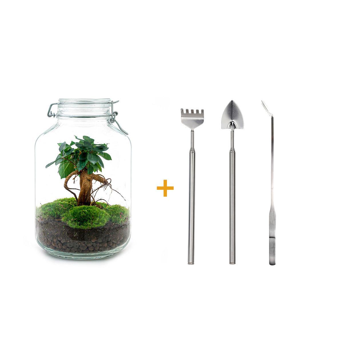 DIY terrarium - Ficus Ginseng bonsai - ↕ 28 cm