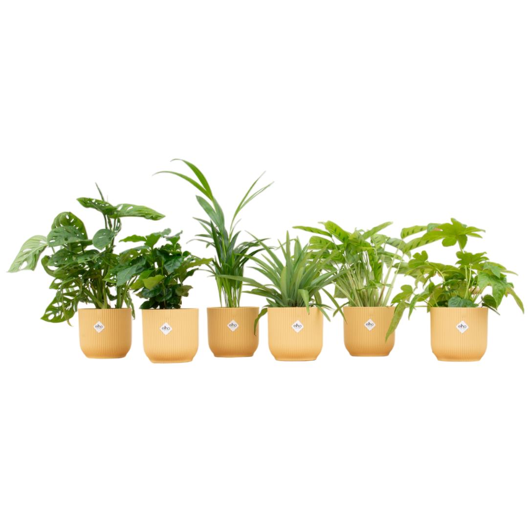 Verrassingsbox - 6 planten + elho Vibes Fold Round