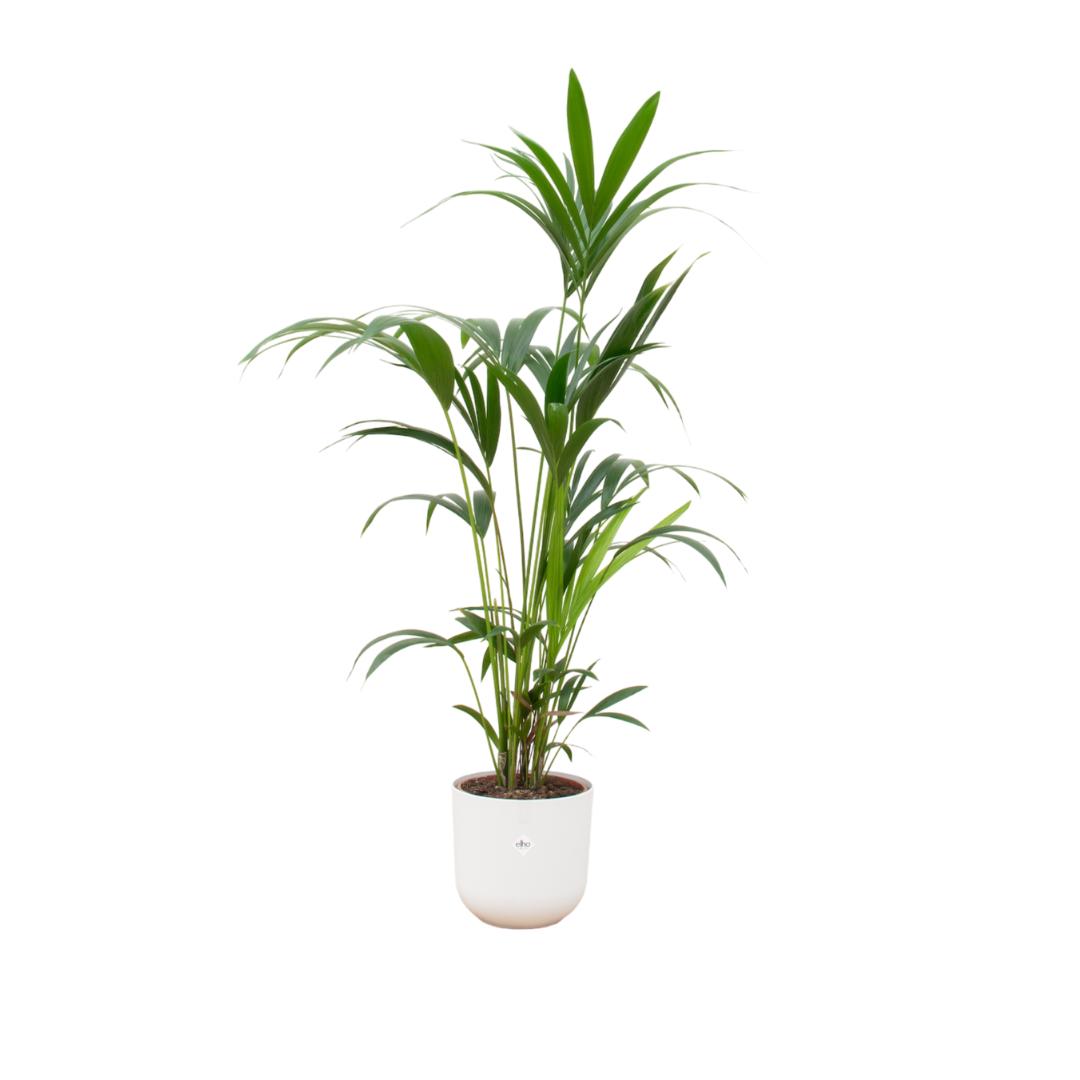 Kentia palm + elho Jazz Round