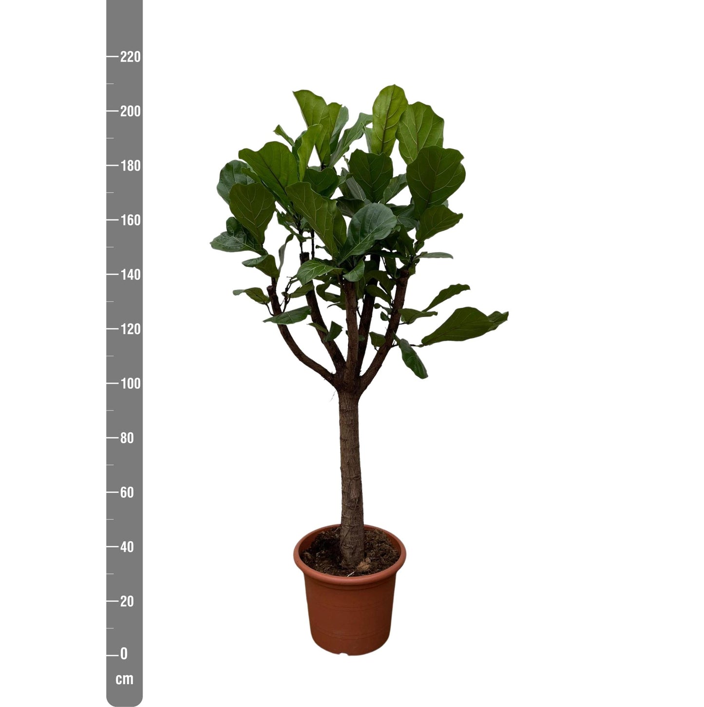 Ficus Lyrata op stam