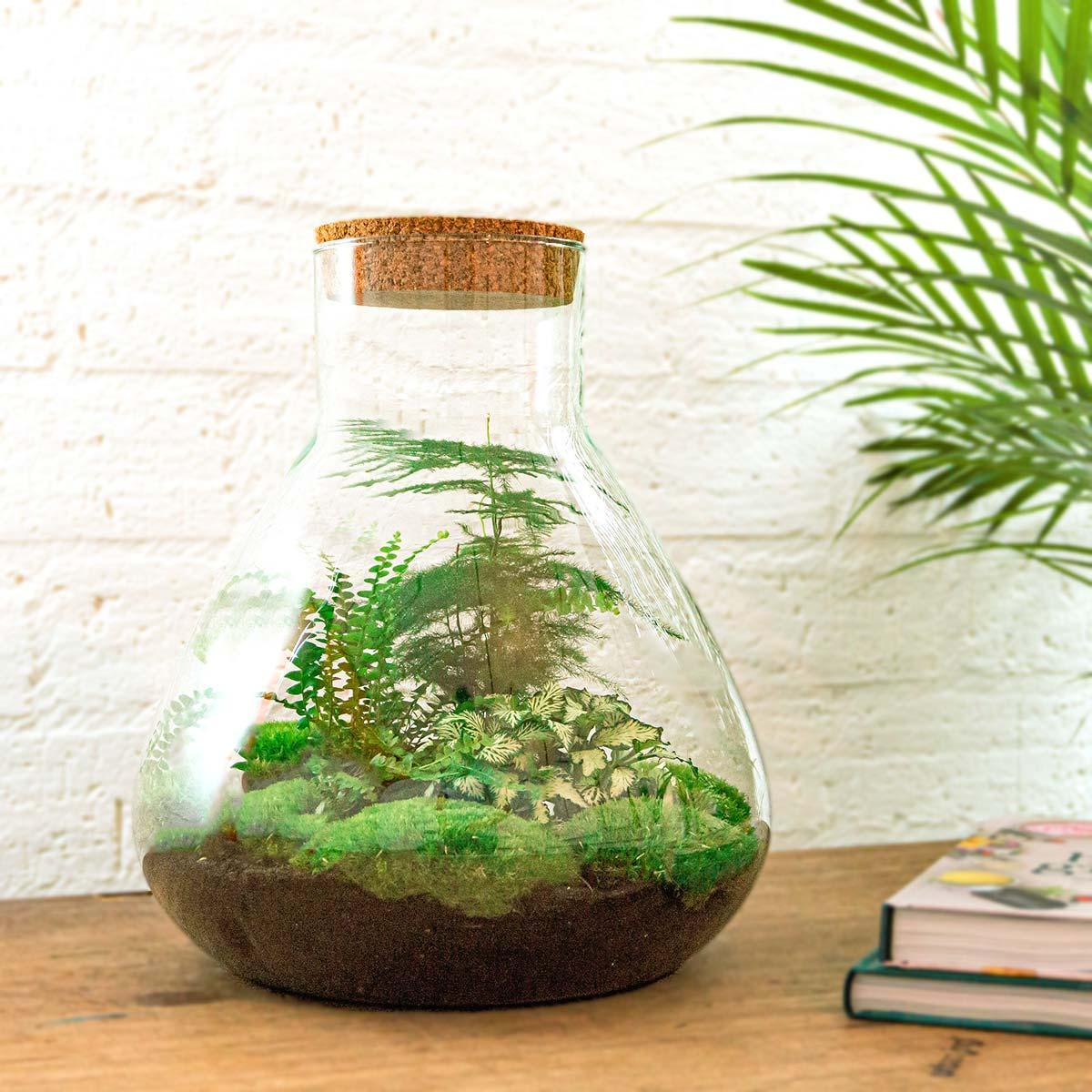DIY terrarium - Sam XL - ↕ 35 cm