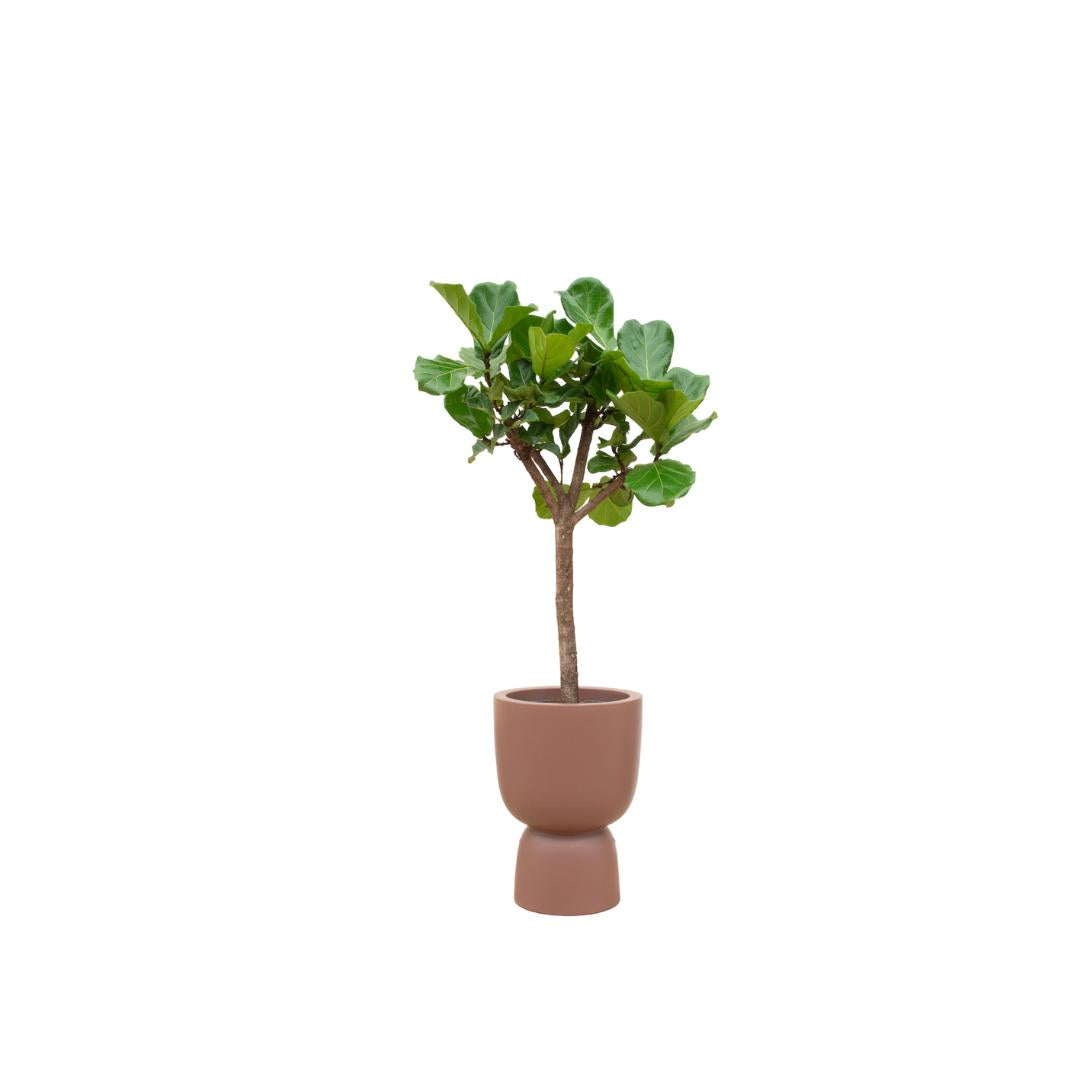 Ficus Lyrata op stam + Elho Pure Coupe