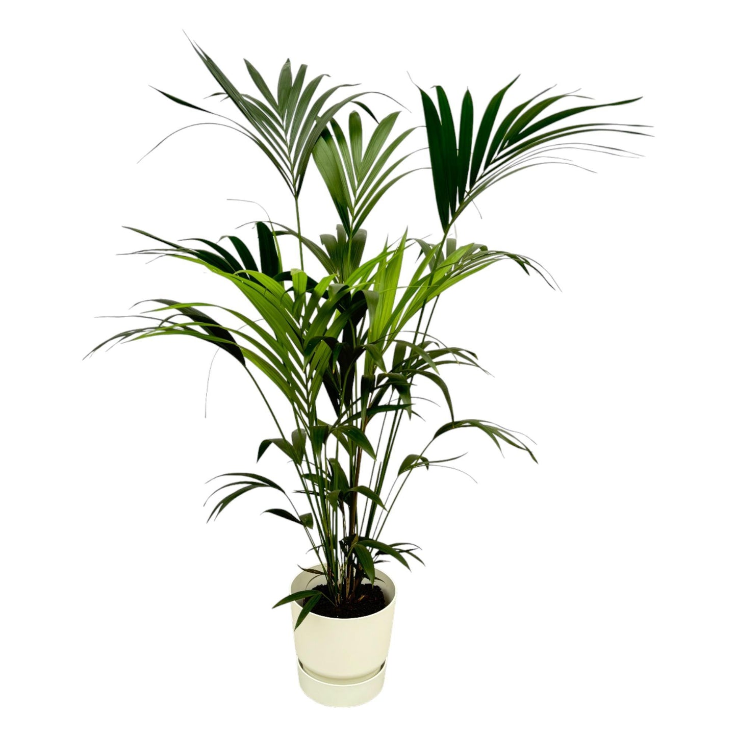 Kentia palm + elho Greenville Round