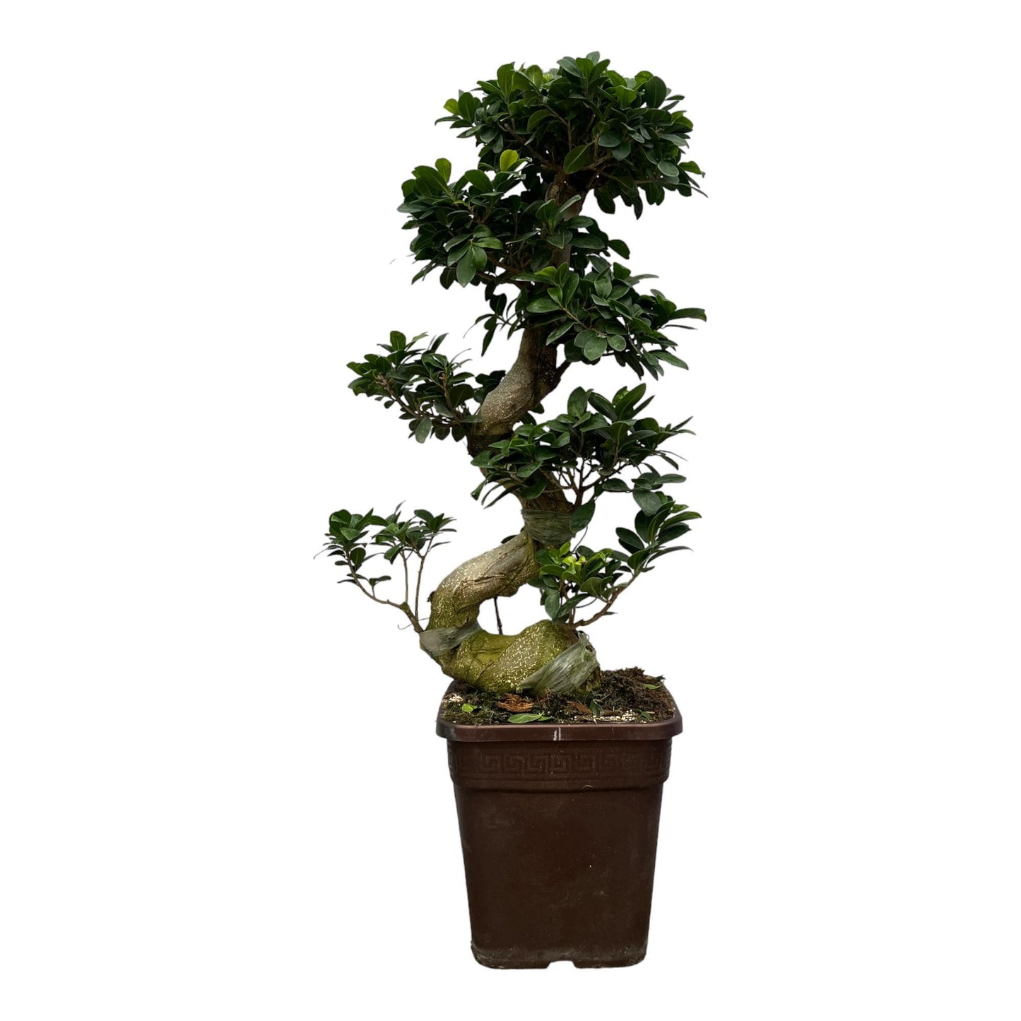 Ficus Ginseng Bonsai