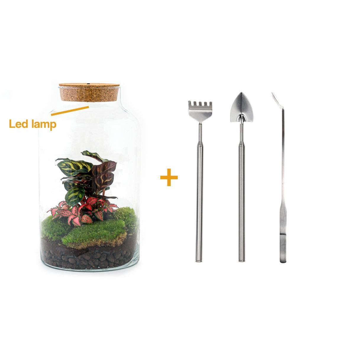 DIY terrarium - Milky Calathea - ↕ 31 cm - incl. LED