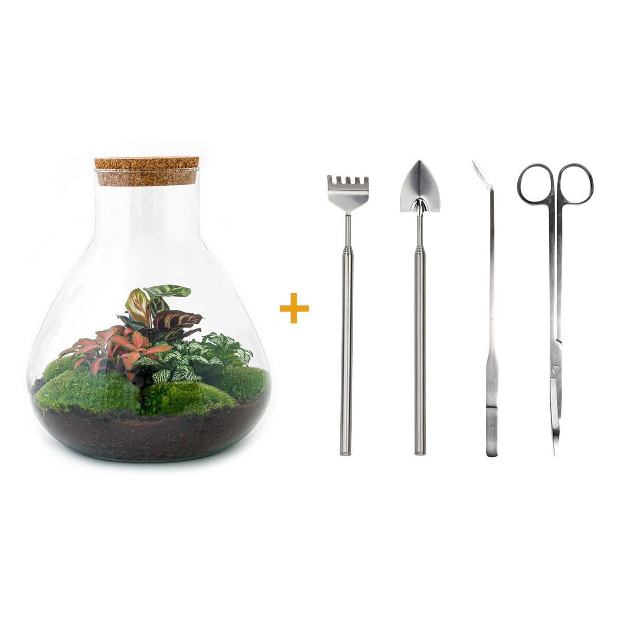 DIY terrarium - Sam XL Rood - ↕ 35 cm