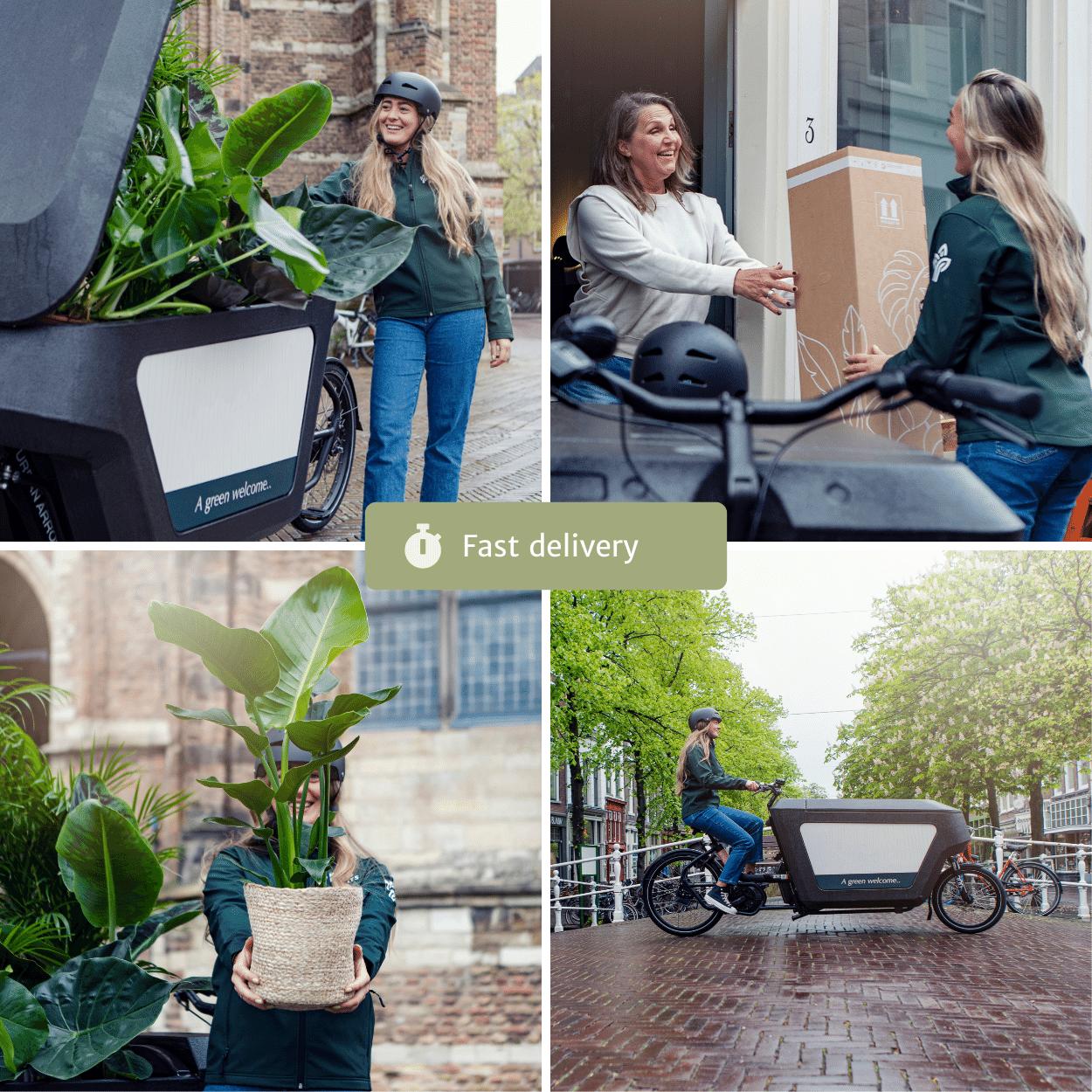 Droogbloemen in Brievenbuspakket - Multi