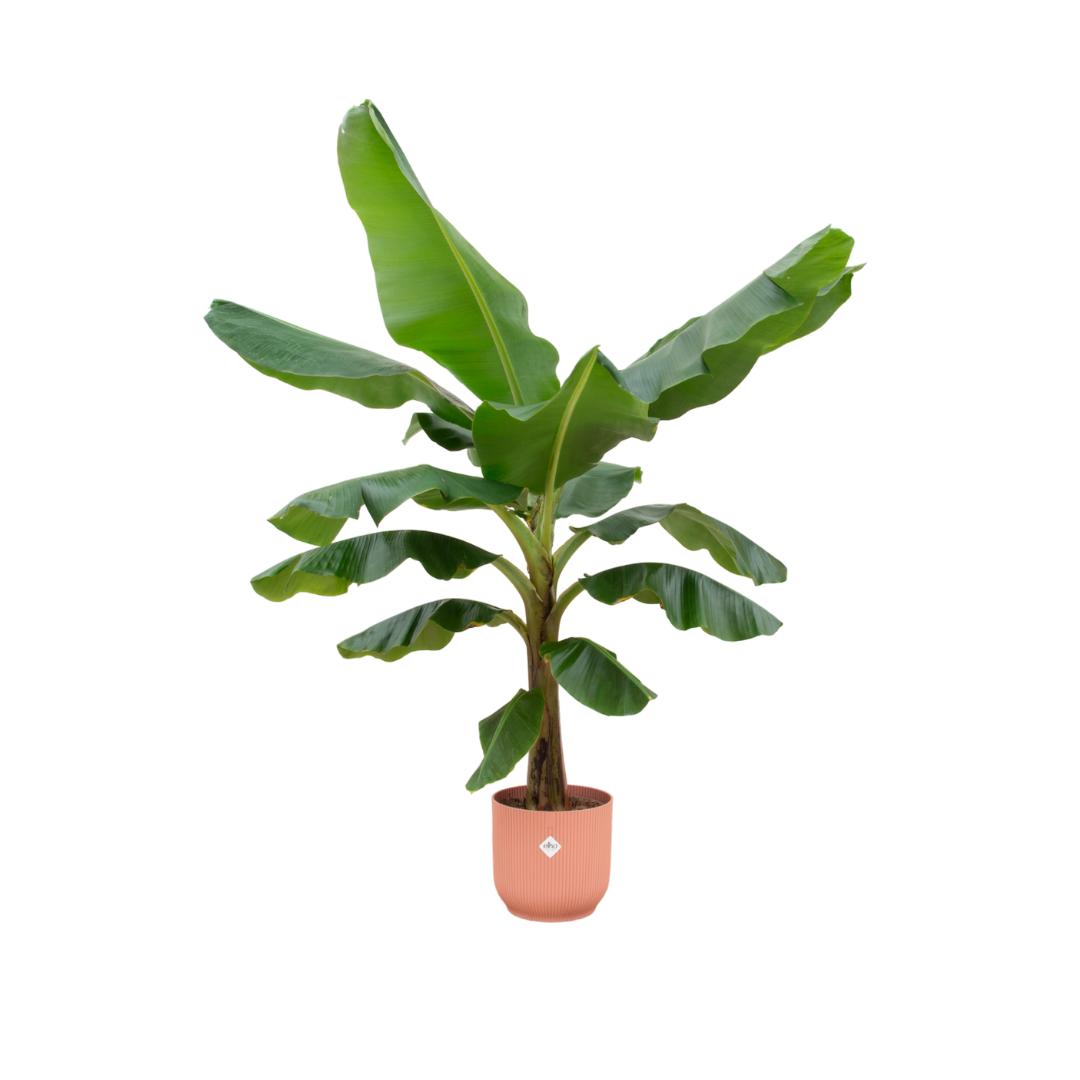 Bananenplant (Musa) + elho Vibes Fold Round