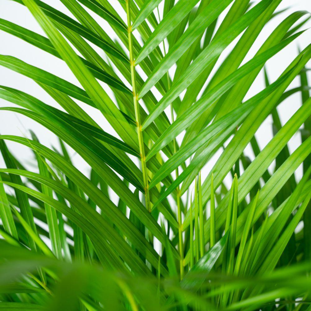 Areca palm met pot