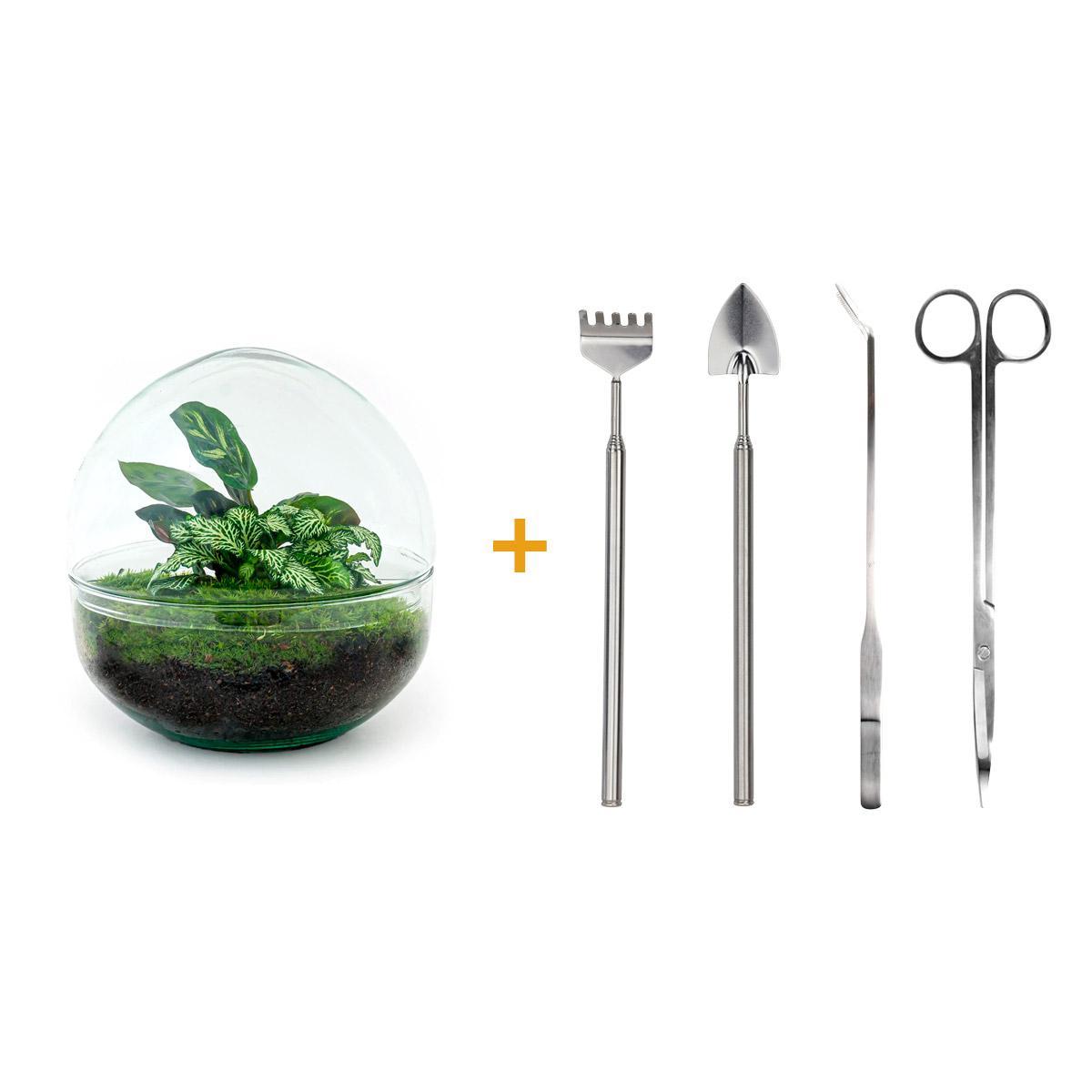 DIY terrarium - Dome - ↕ 20 cm