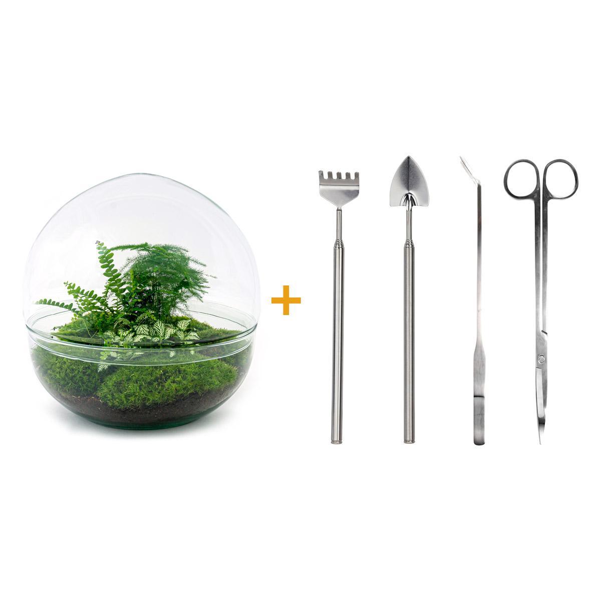 DIY terrarium - Dome XL - Ficus Ginseng Bonsai - ↕ 30 cm