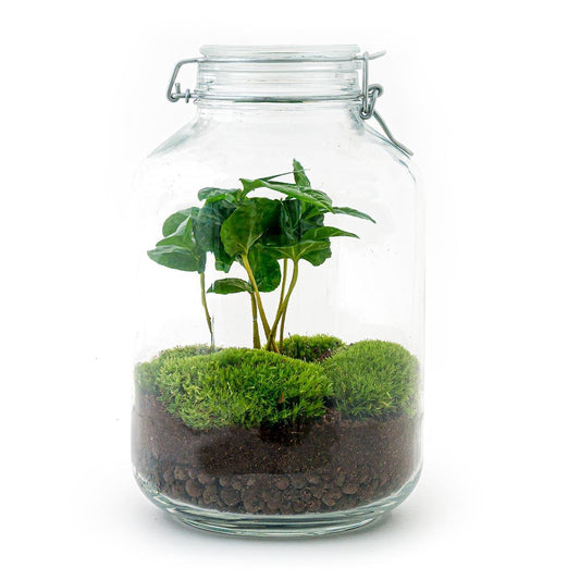DIY terrarium - Jar - Coffea Arabica - ↕ 28 cm