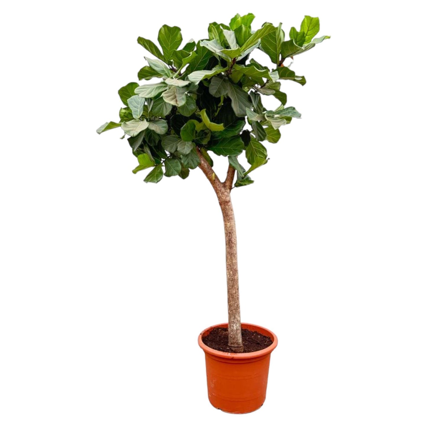 Ficus Lyrata op stam