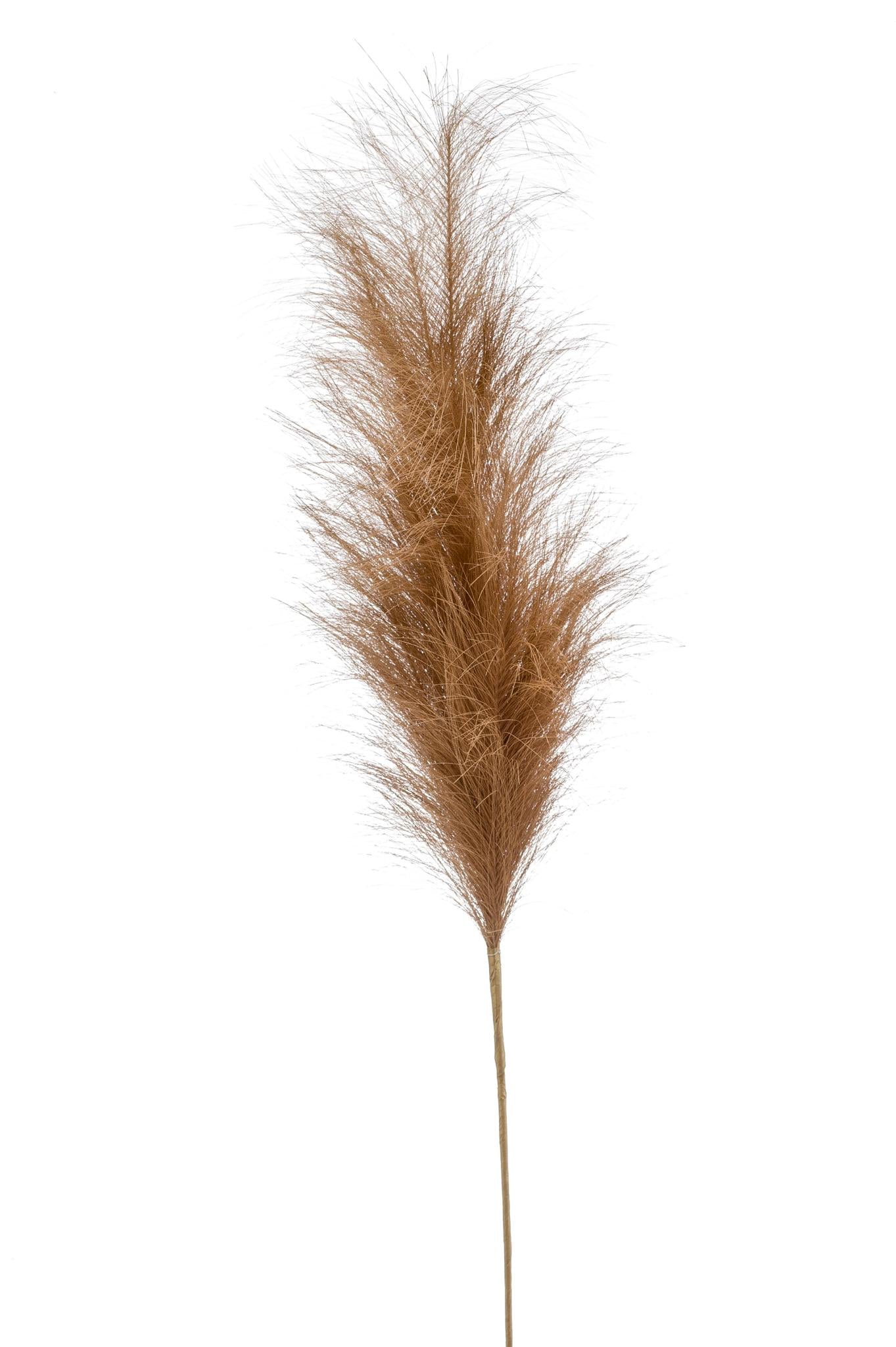 Kunstbloemen Pampas Plumes (Bruin)