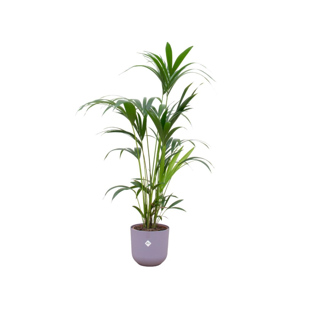 Kentia palm + elho Jazz Round