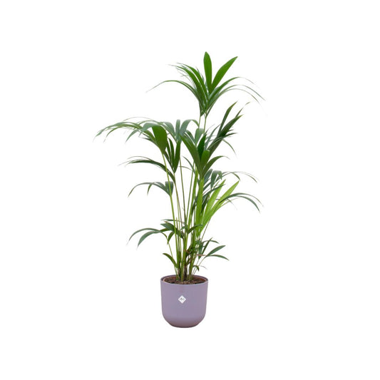 Kentia palm + elho Jazz Round