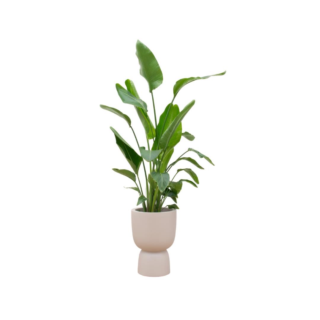Strelitzia Nicolai + elho Pure Coupe