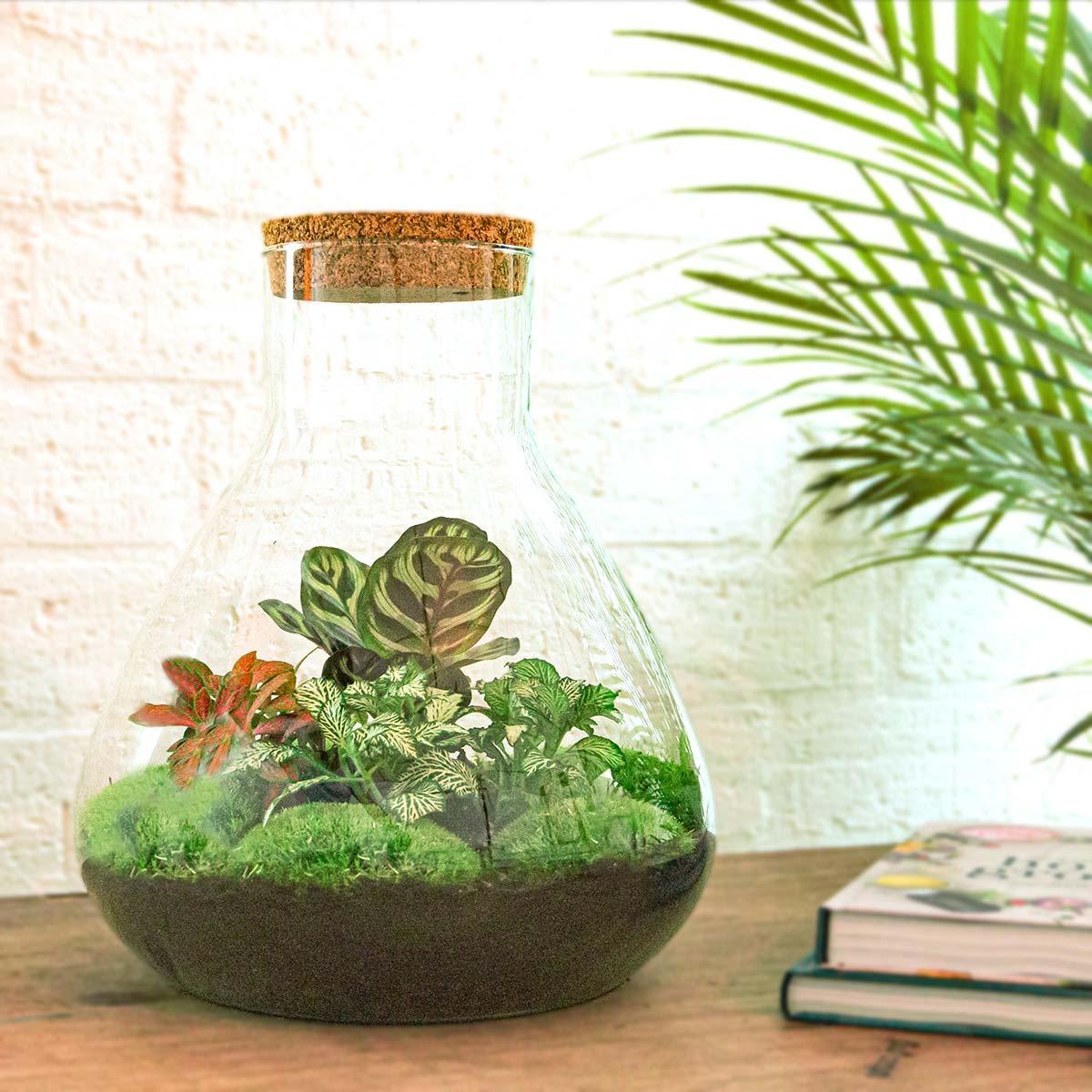 DIY terrarium - Sam XL Rood - ↕ 35 cm